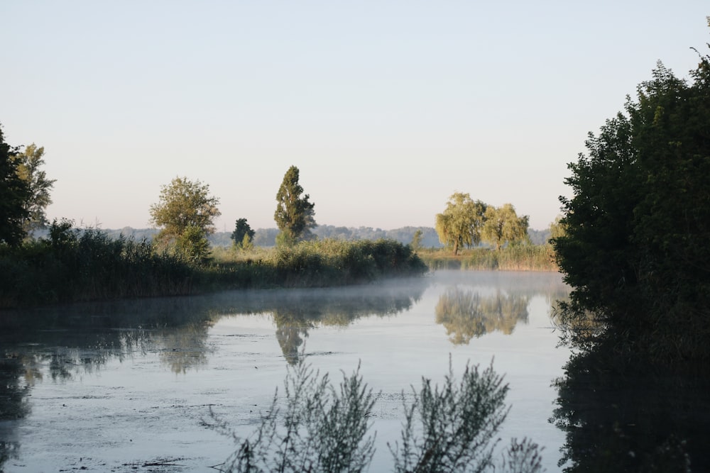 a body of water surrounded by trees and bushes