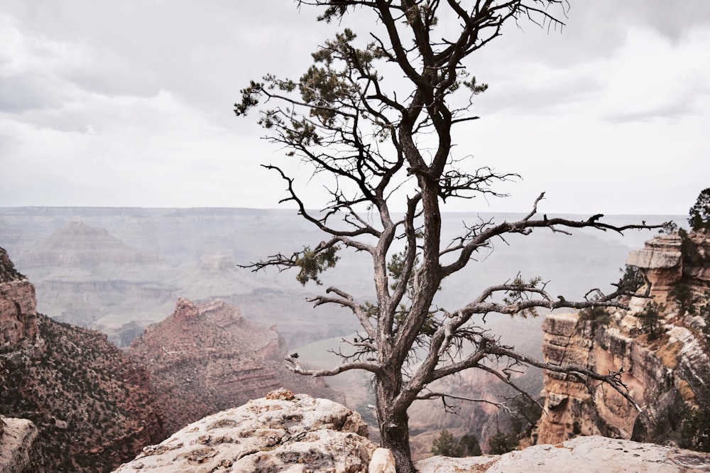 a lone tree on the edge of a cliff