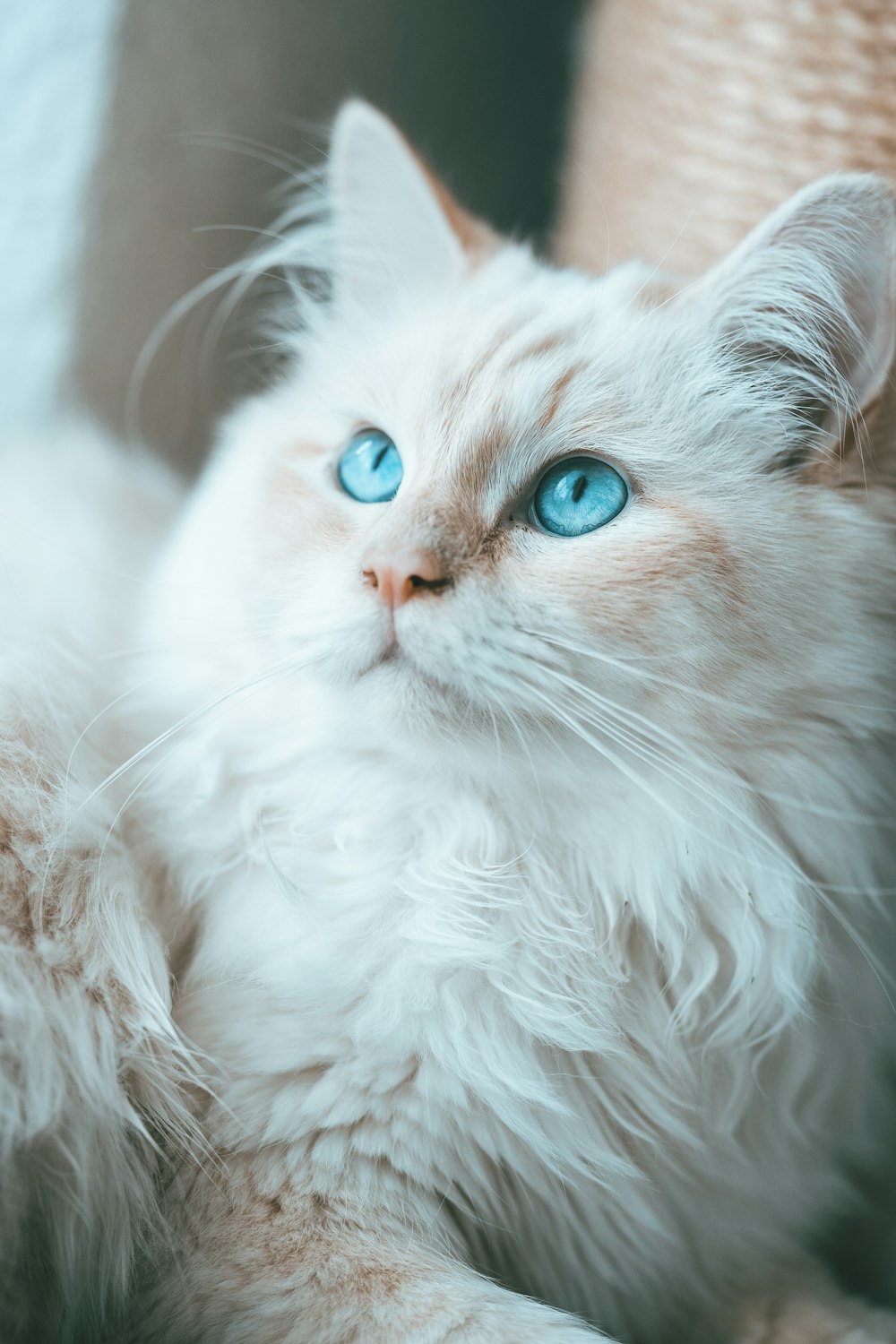 a white cat with blue eyes laying down