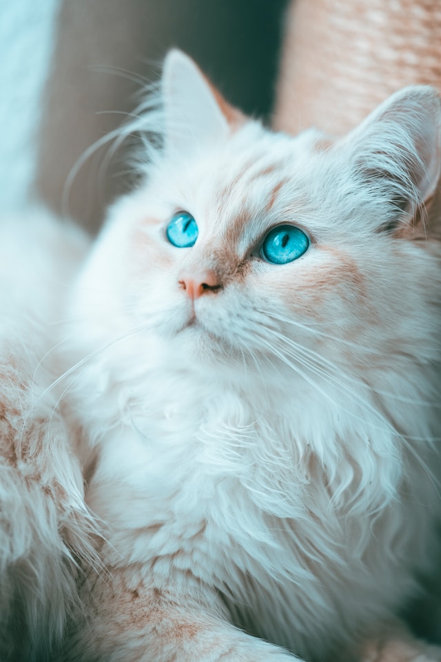 Le Chat Birman : Un Compagnon Majestueux et Affectueux Le Chat Birman : Un Compagnon Majestueux et Affectueux