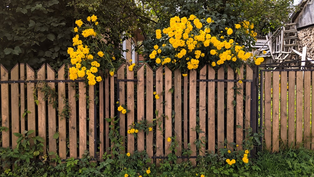 a wooden fence with yellow flowers growing on it
