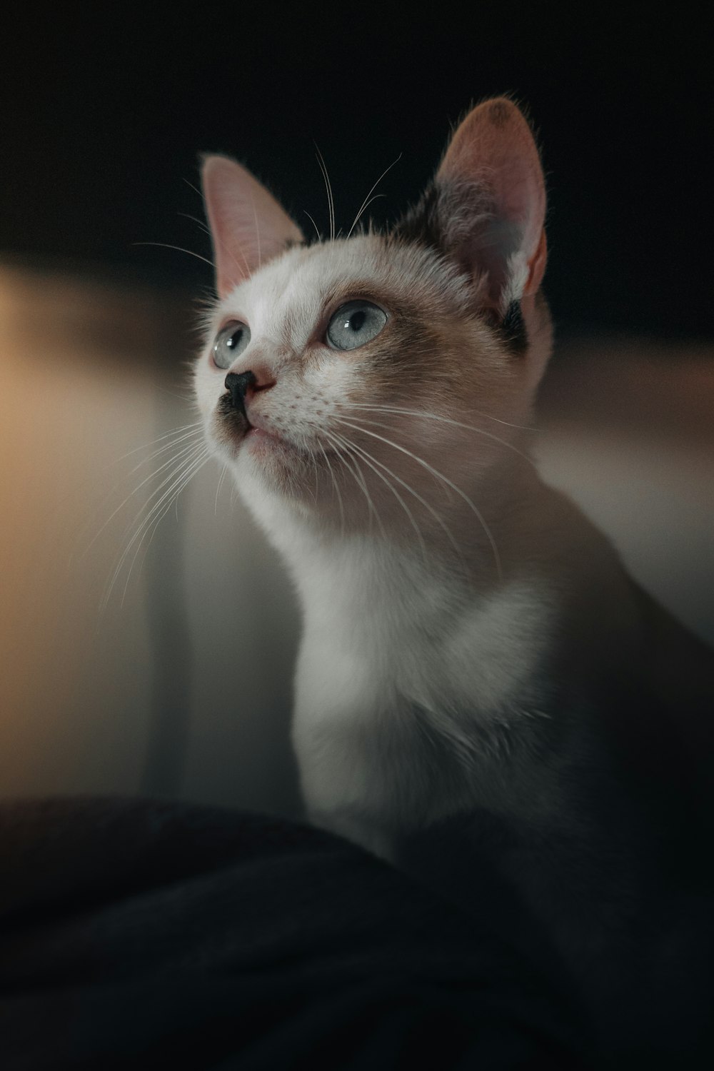 a white cat with blue eyes looking up