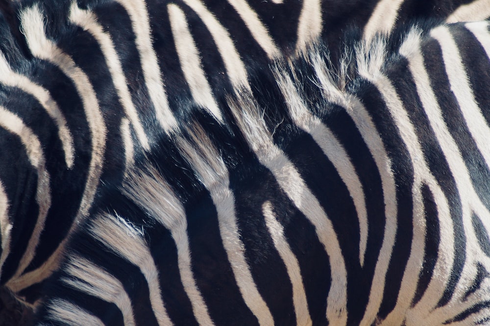 Un primo piano della testa di una zebra con altre zebre sullo sfondo