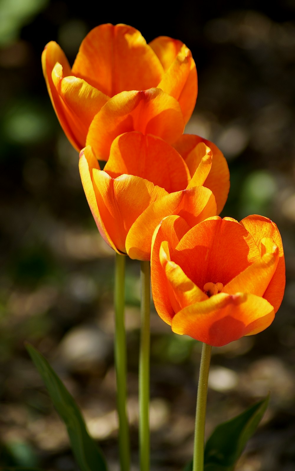 Ein paar orangefarbene Blumen, die auf einem üppig grünen Feld sitzen