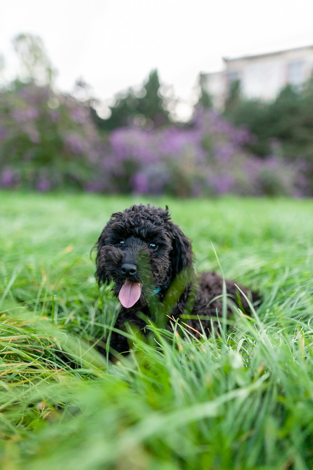 a small black dog laying on top of a lush green field