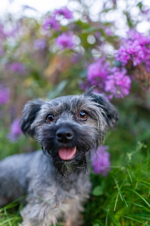 Havanese