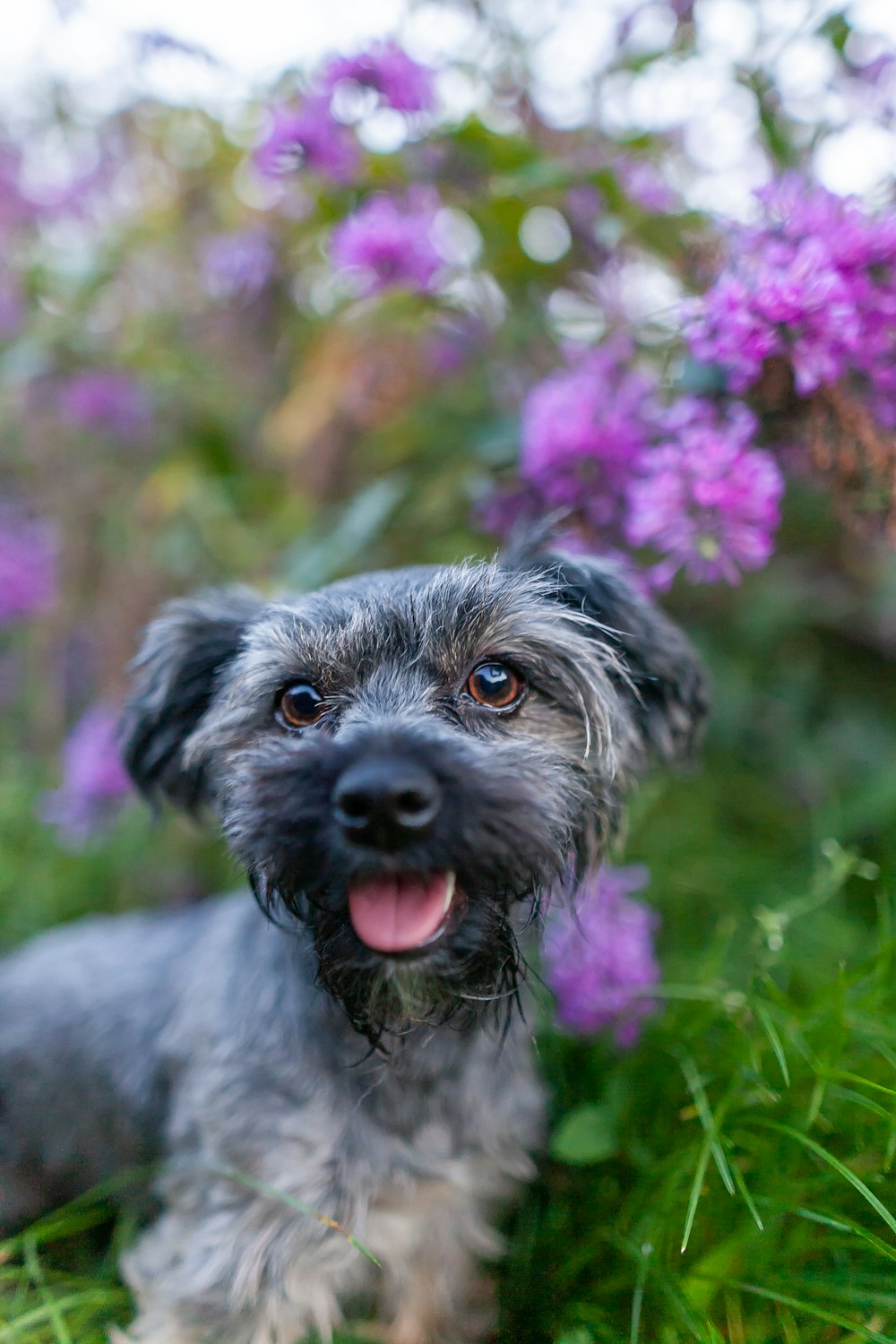 a small gray dog laying in the grass