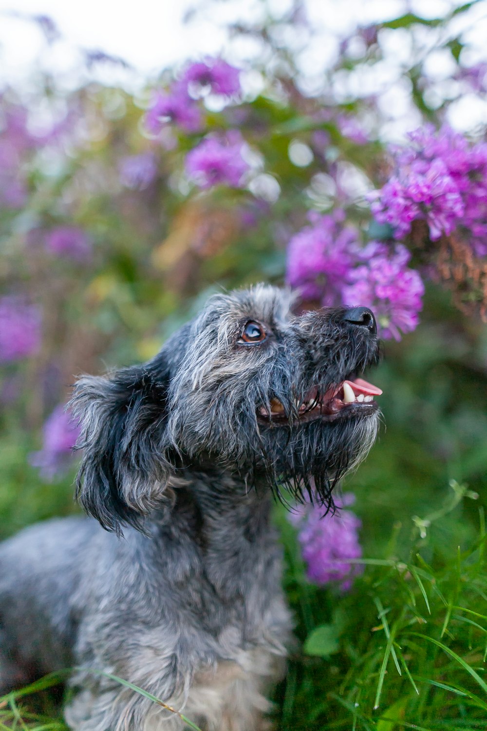a dog is sitting in the grass with purple flowers