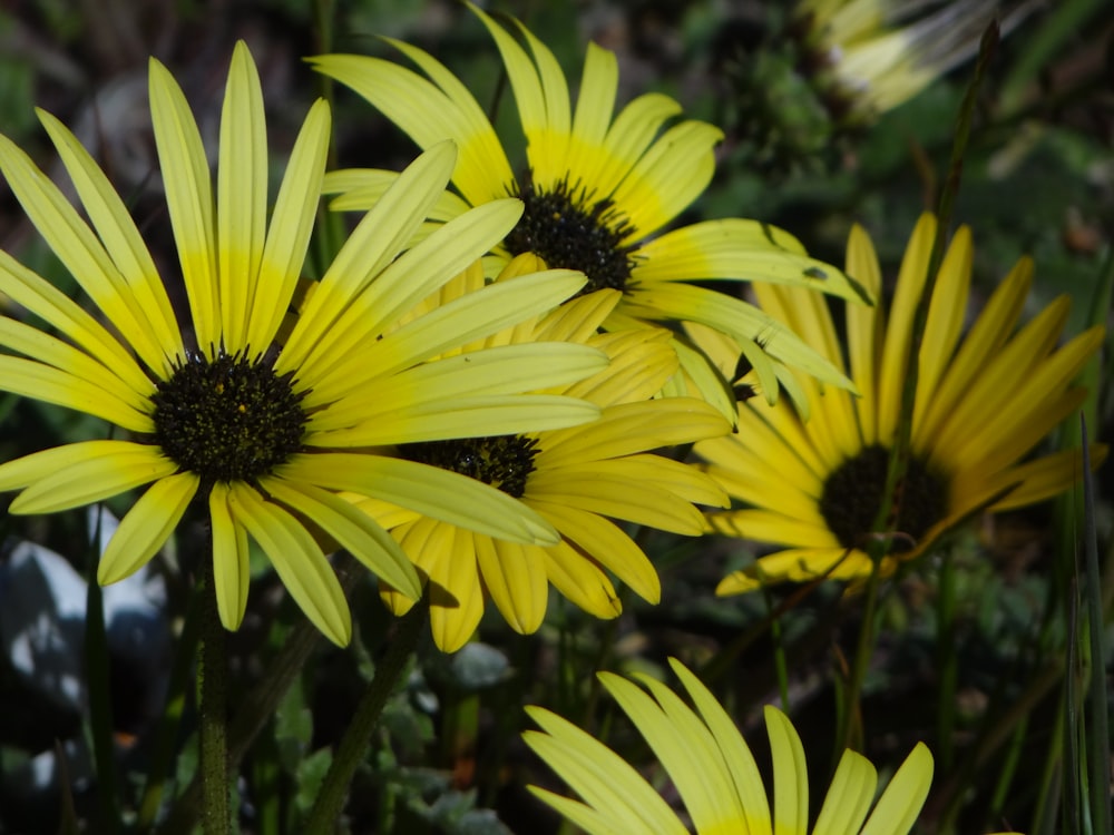 a bunch of yellow flowers that are in the grass