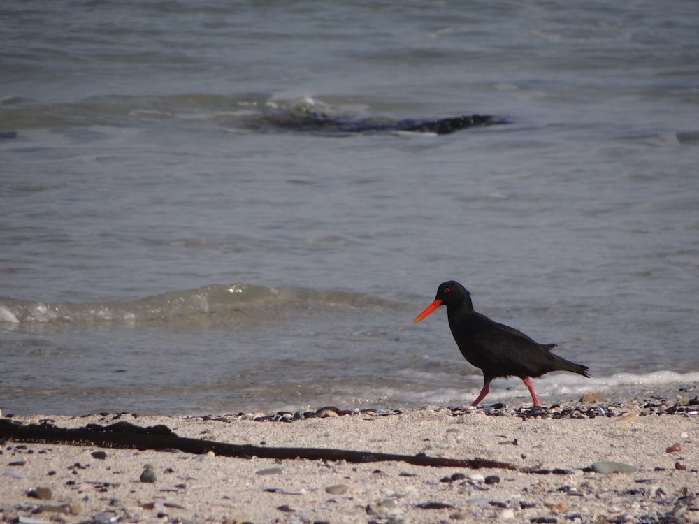 a black bird with an orange beak standing on a beach