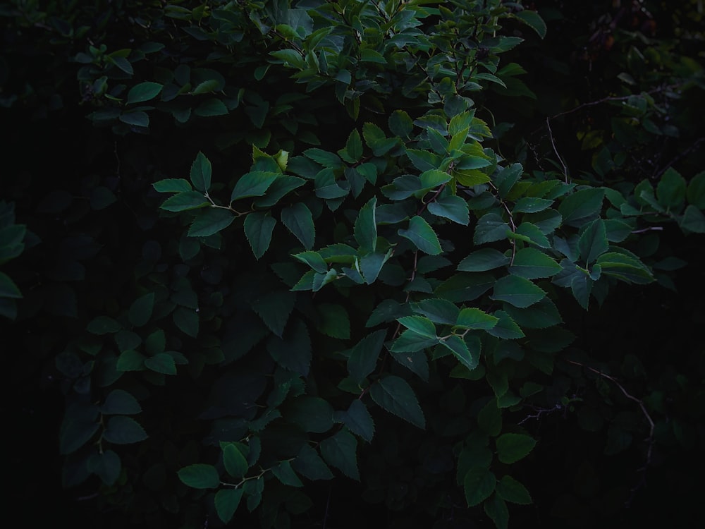 a bush with green leaves in the dark
