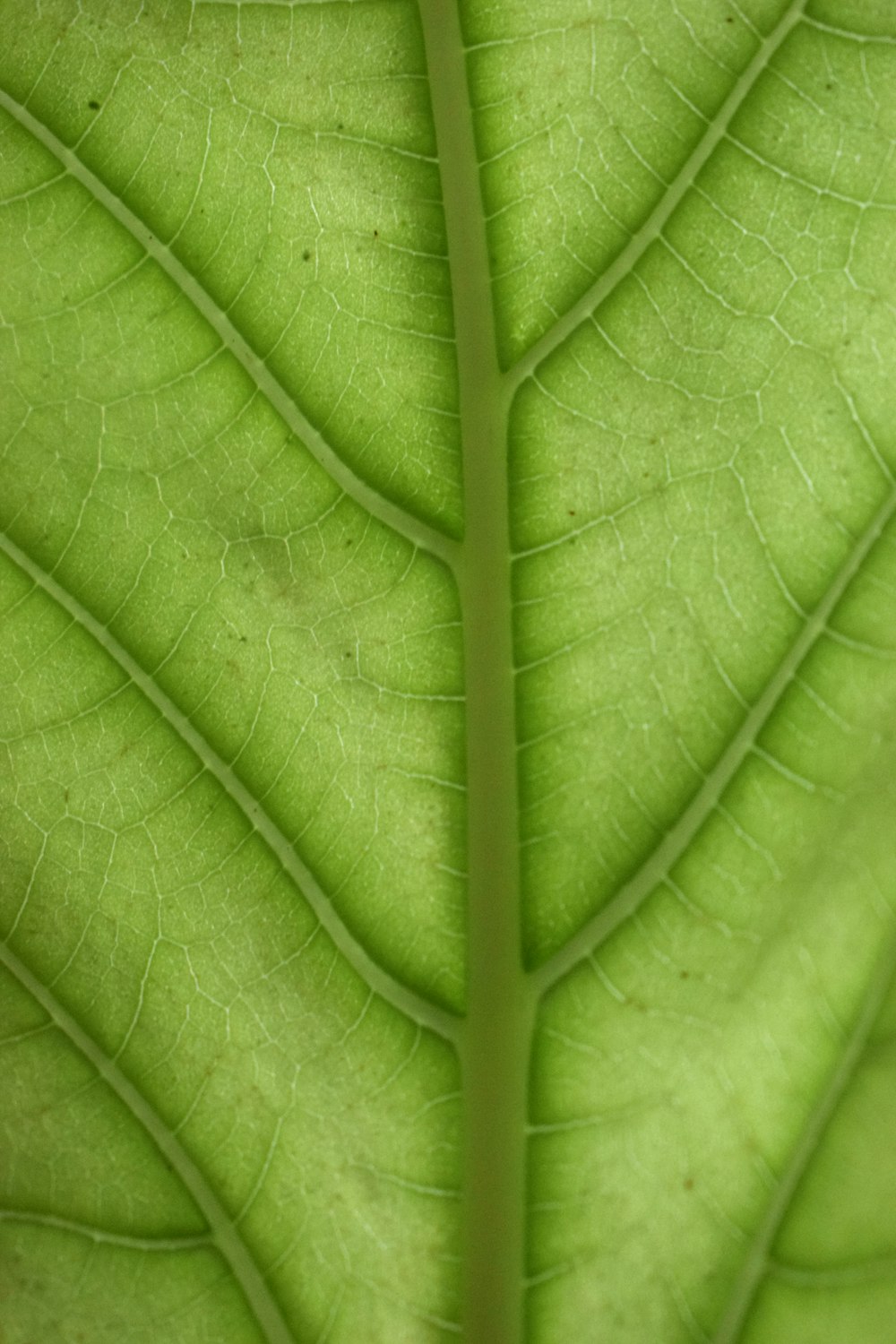 a close up view of a green leaf