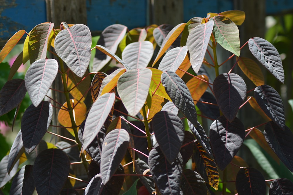 a close up of a plant with leaves