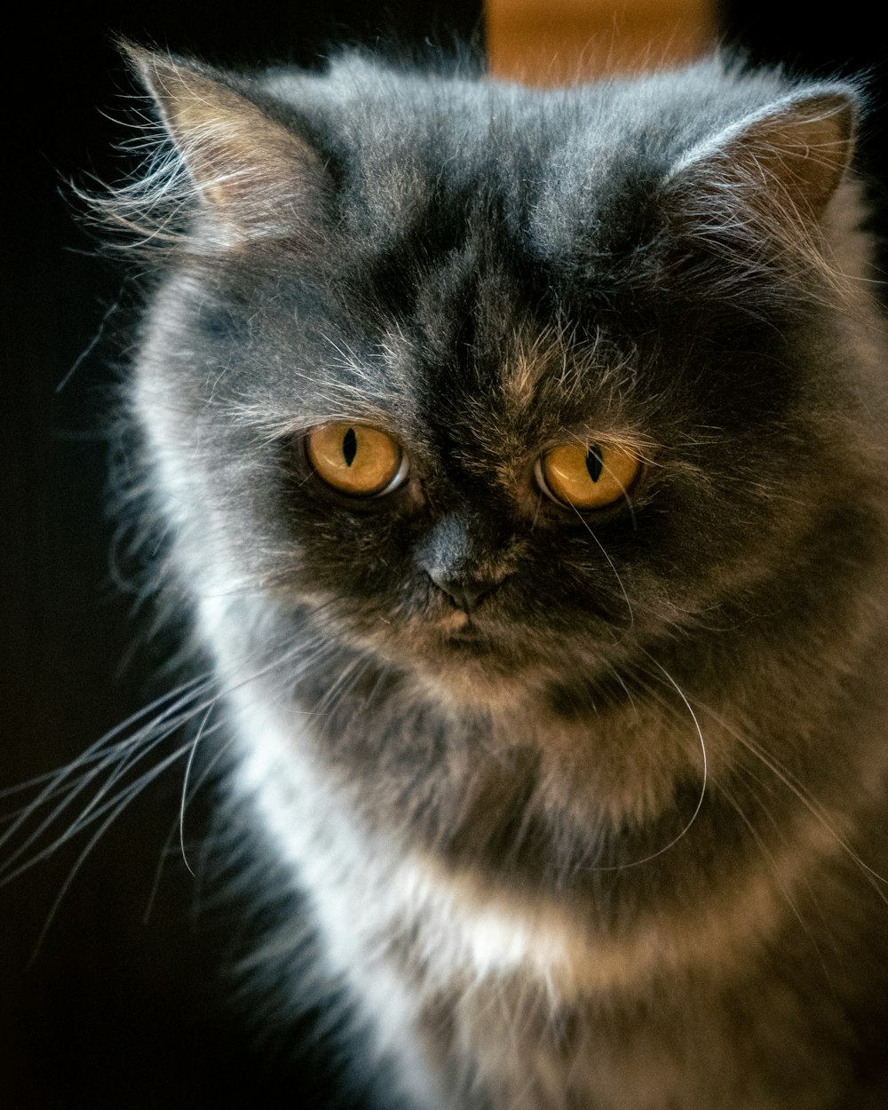 a close up of a cat looking at the camera