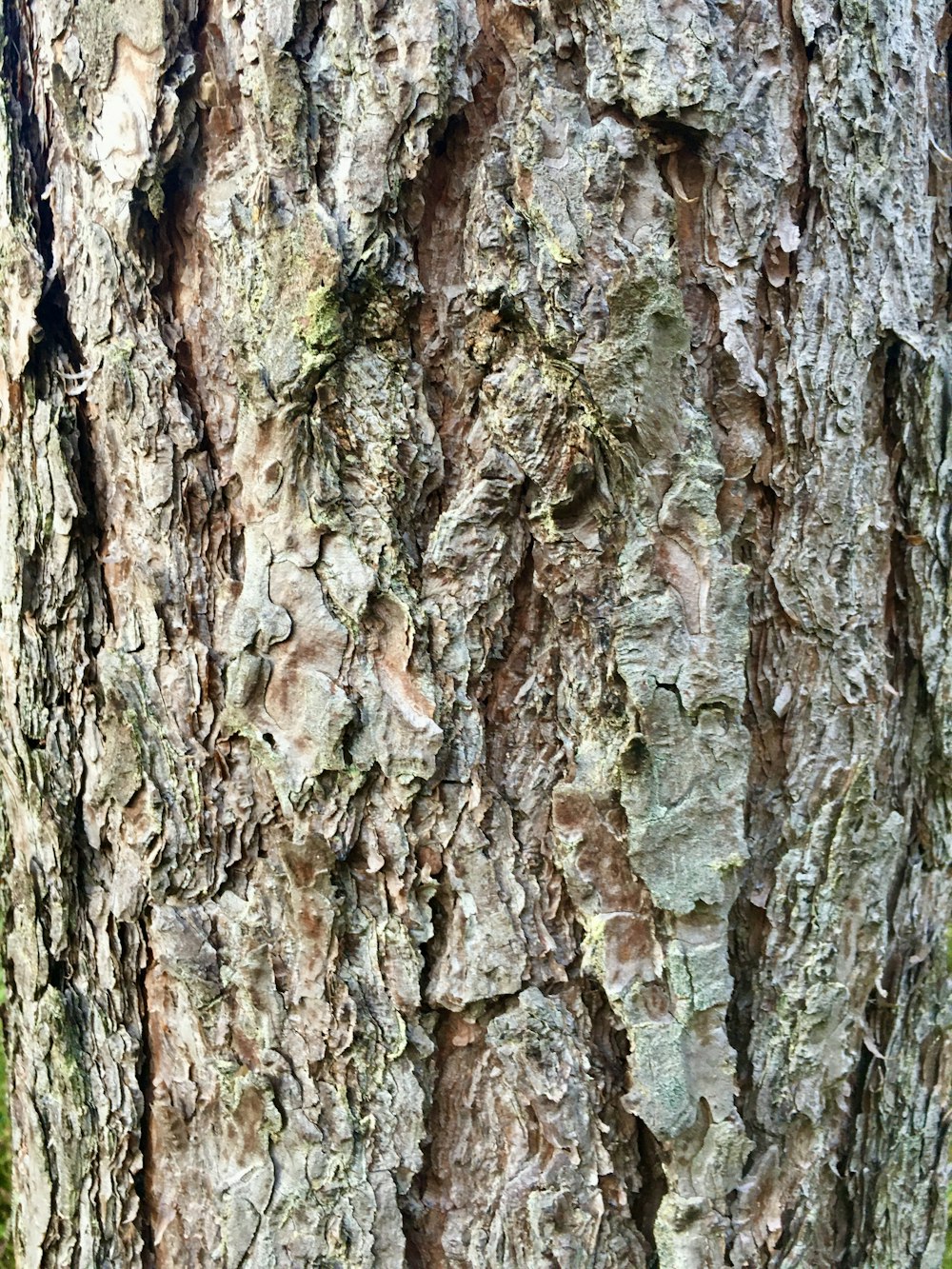 a close up of the bark of a tree