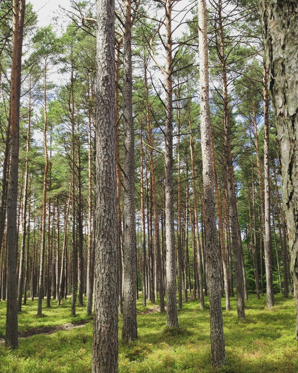 a forest filled with lots of tall trees