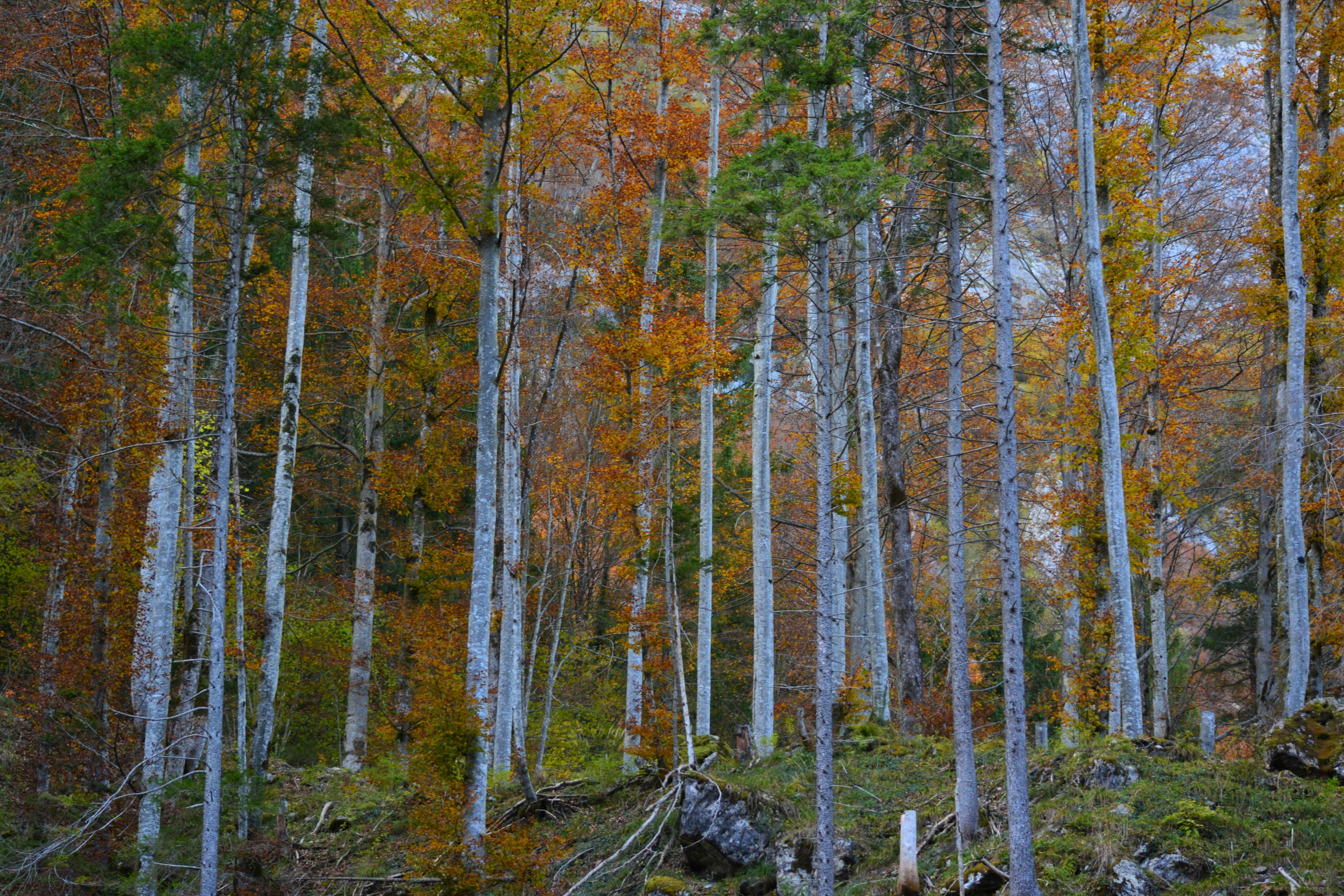 Photo by pedrino5_official