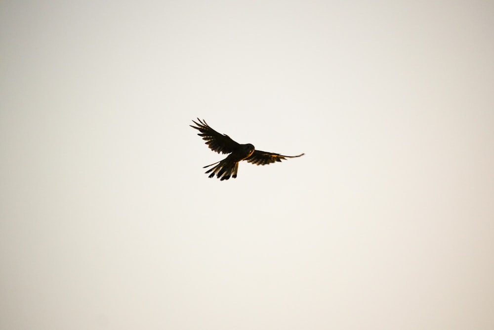 A castle with a bird flying over it photo – Free France Image on Unsplash