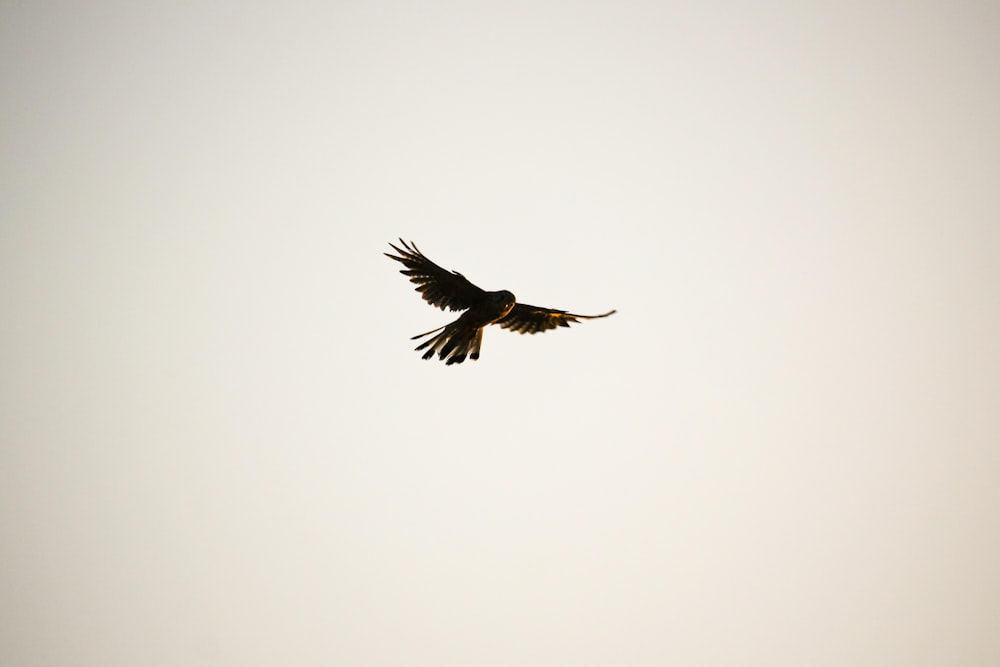 a large bird flying through a gray sky