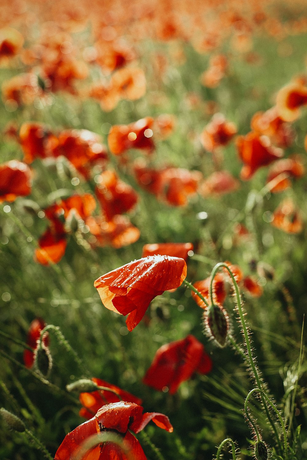 a field full of red flowers with water droplets on them