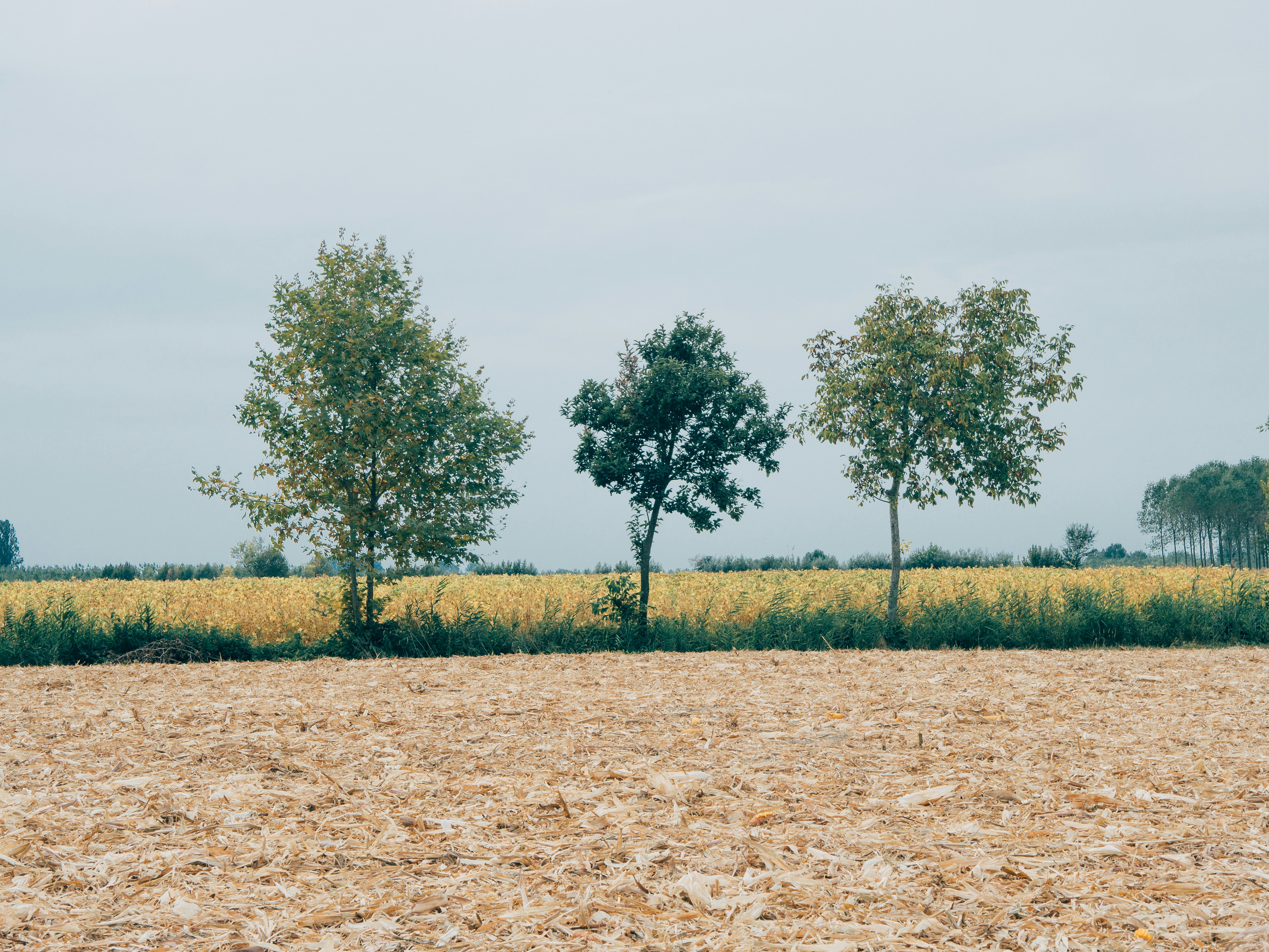 three trees in a field with a sky background