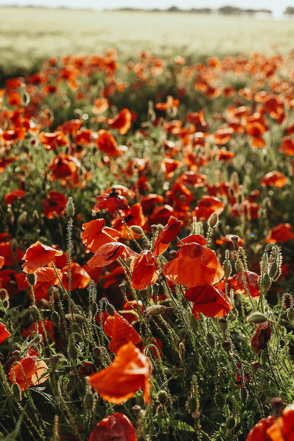 a field full of red flowers on a sunny day