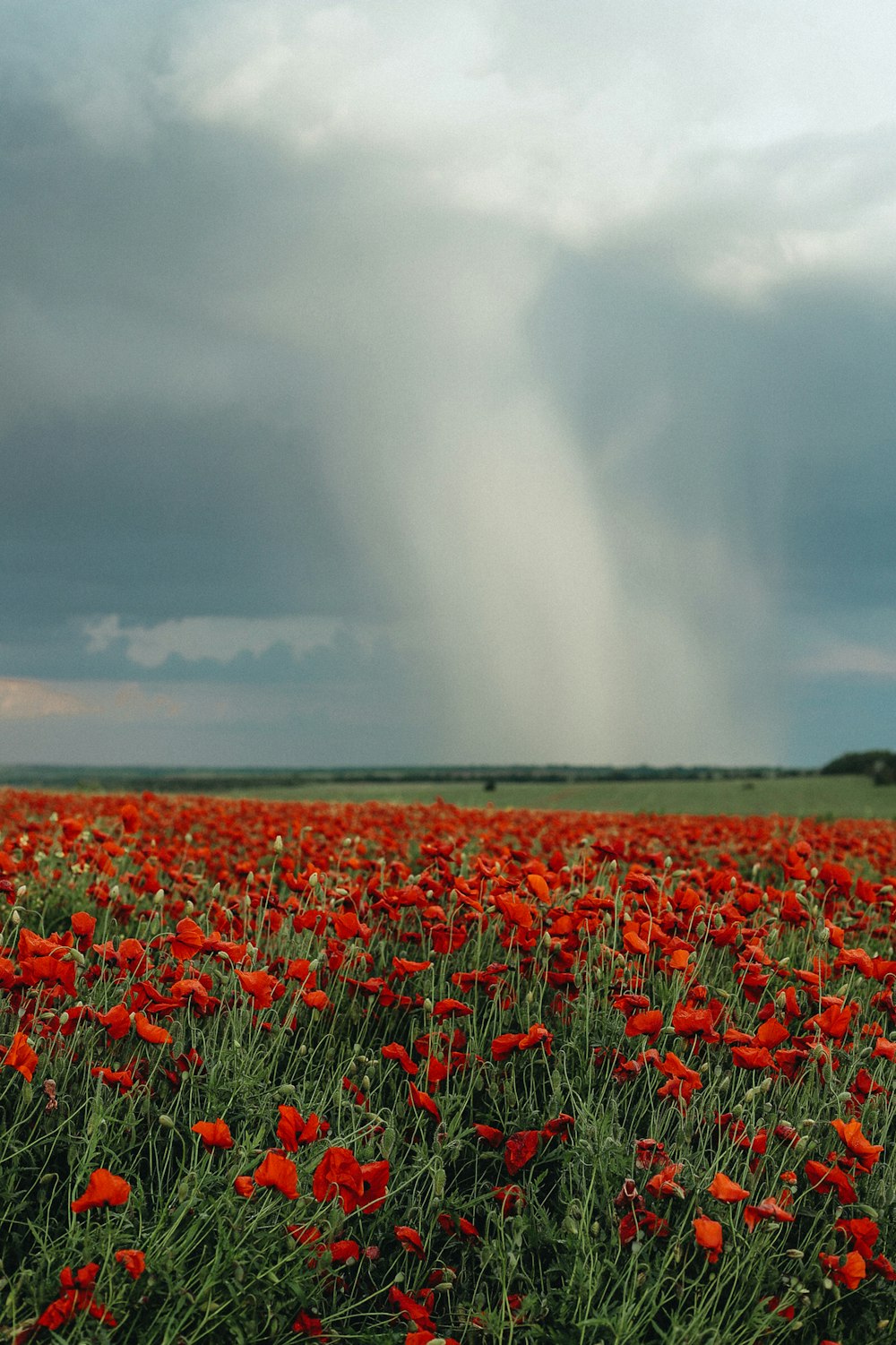 a field of red flowers under a cloudy sky