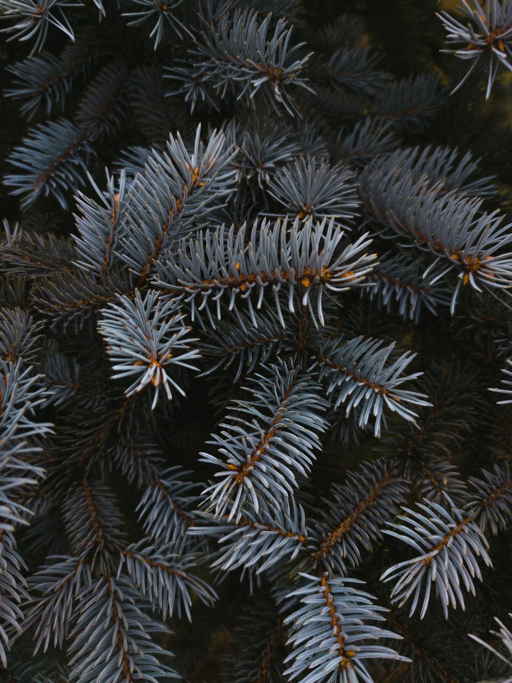 a close up of a pine tree branch