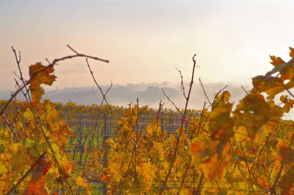 a vineyard with vines and yellow leaves in the foreground