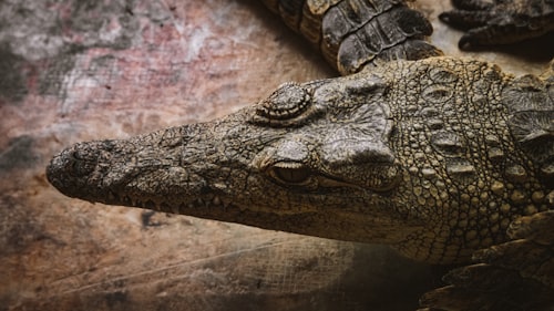 Crocodile Farm Adventure Combo
