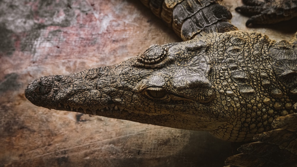 a close up of an alligator's head on a rock
