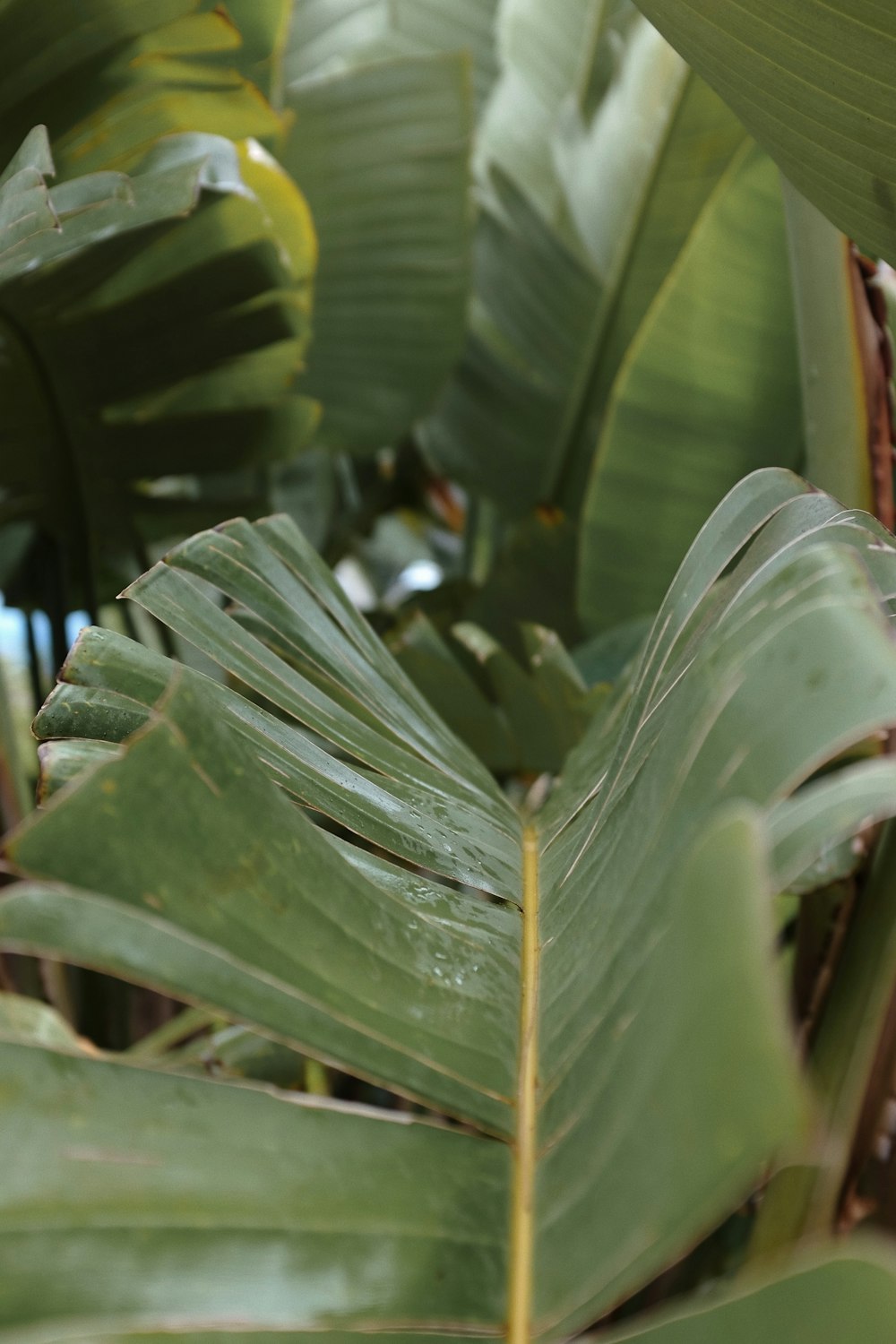 a close up of a green leafy plant