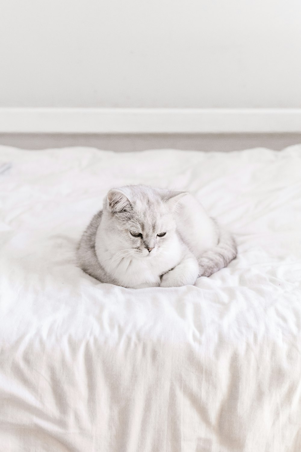 a cat laying on top of a white bed