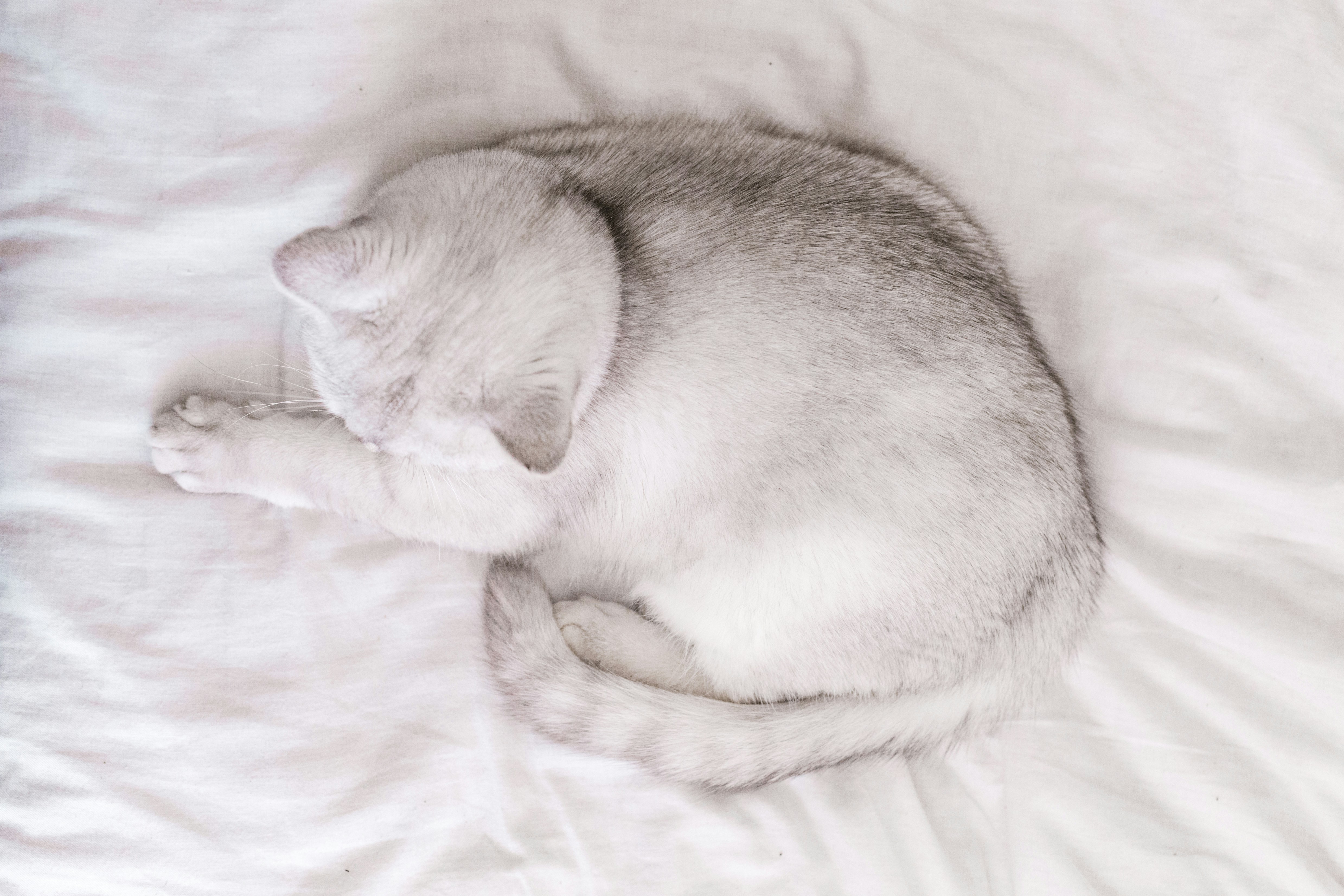 A cat curled up sleeping on a bed photo – Free Cat Image on Unsplash