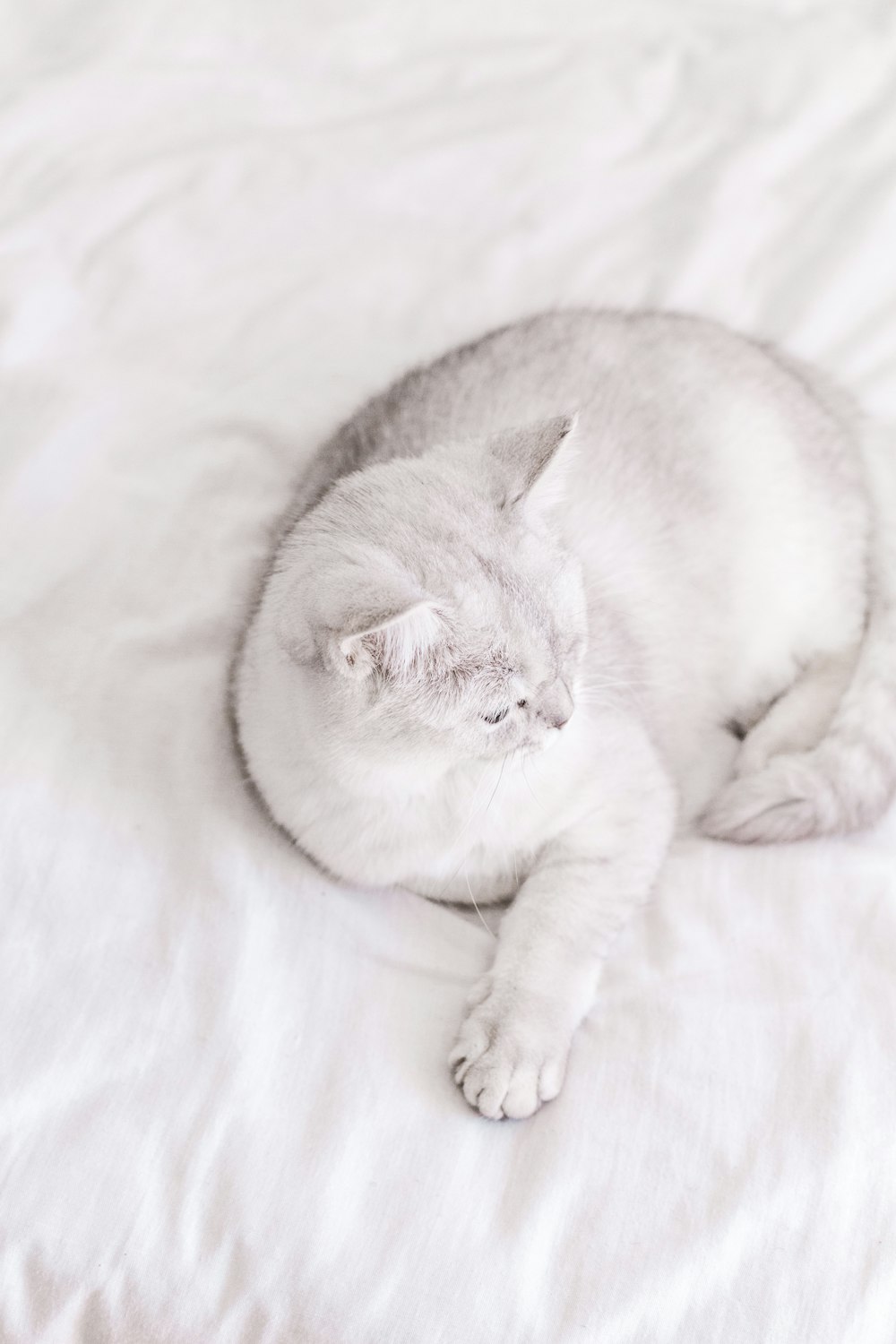 a white cat laying on top of a white bed