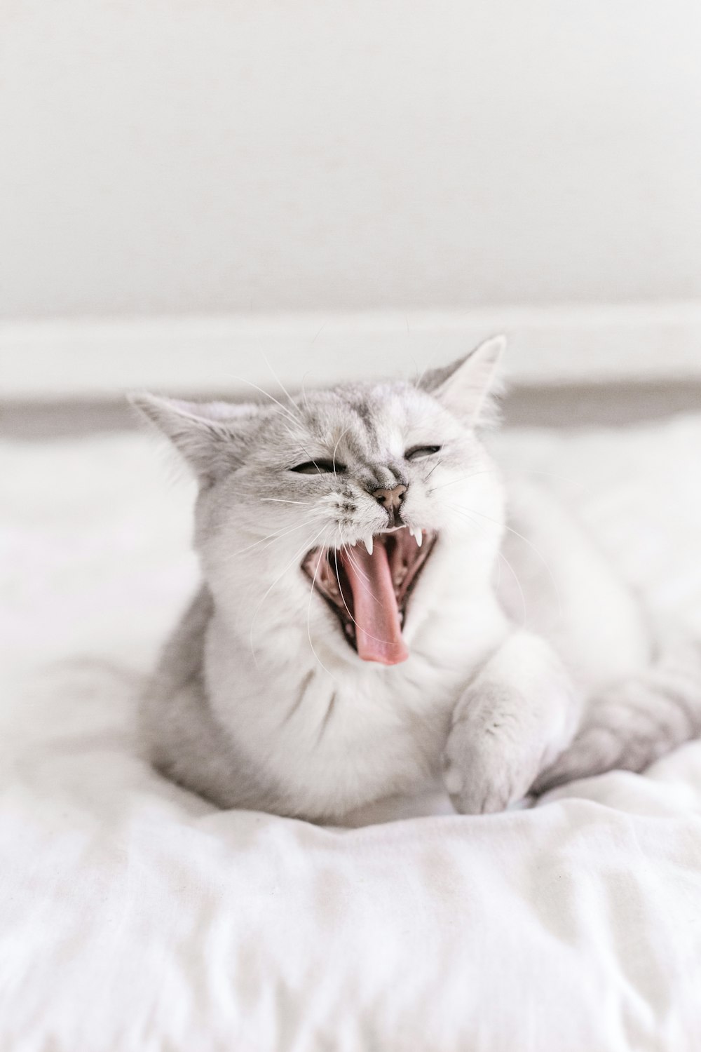a cat yawning while laying on a bed