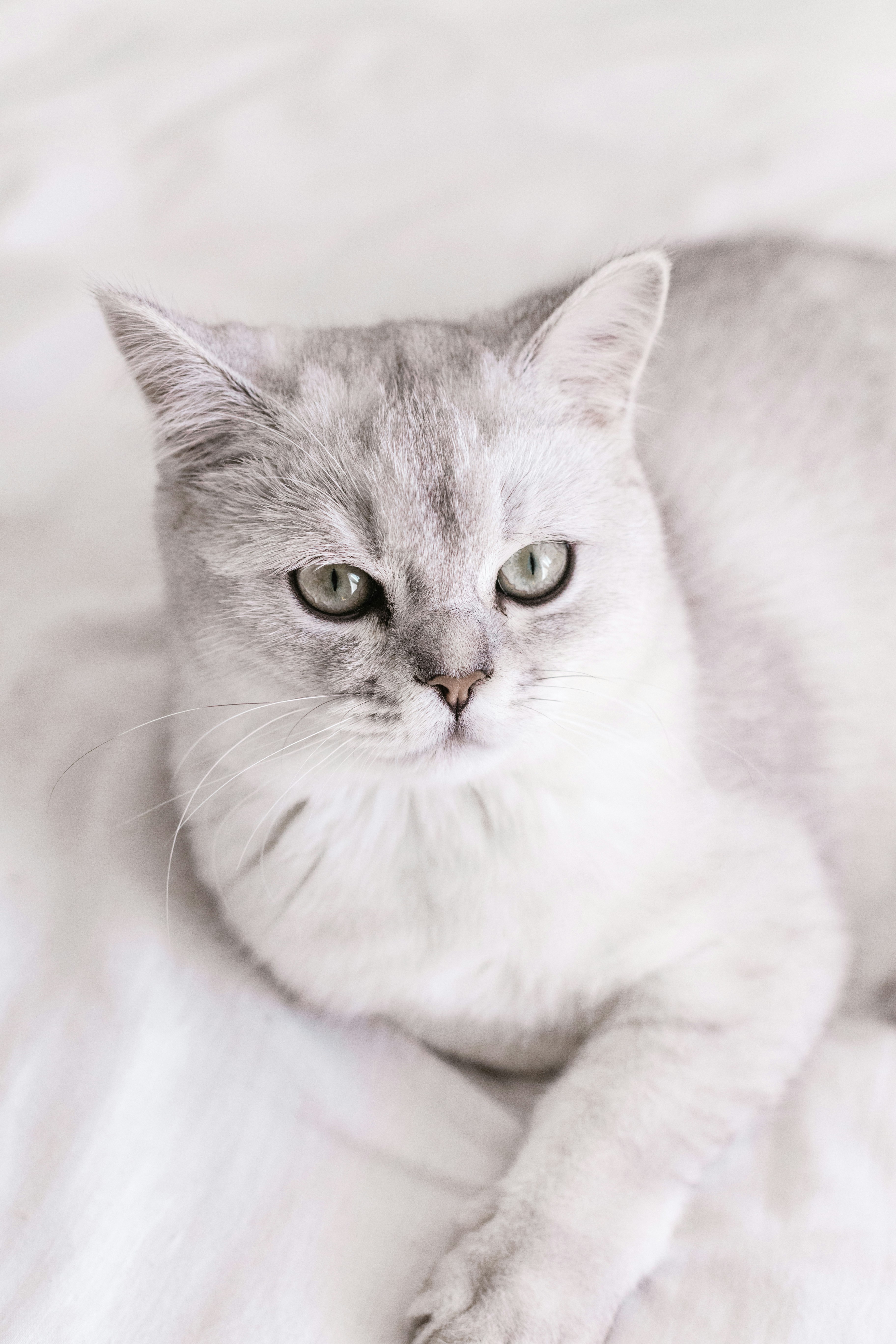 Burmilla: The Silver-Witted Sweetheart (image credits: unsplash)