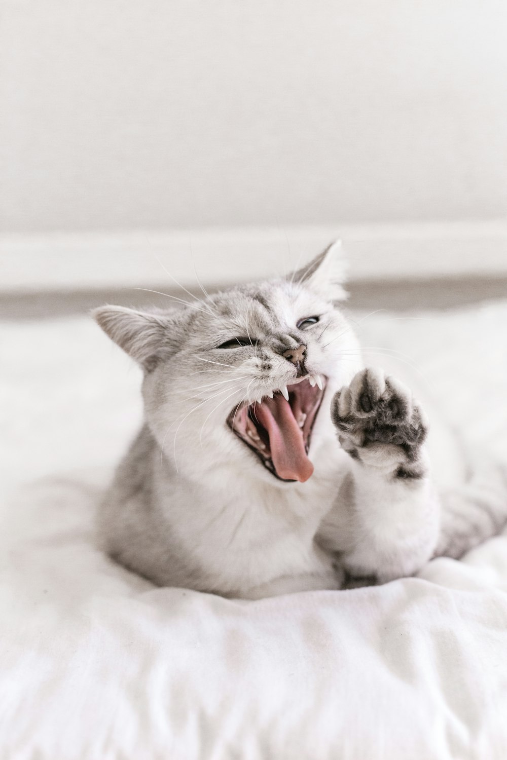 a white cat yawns while laying on a bed