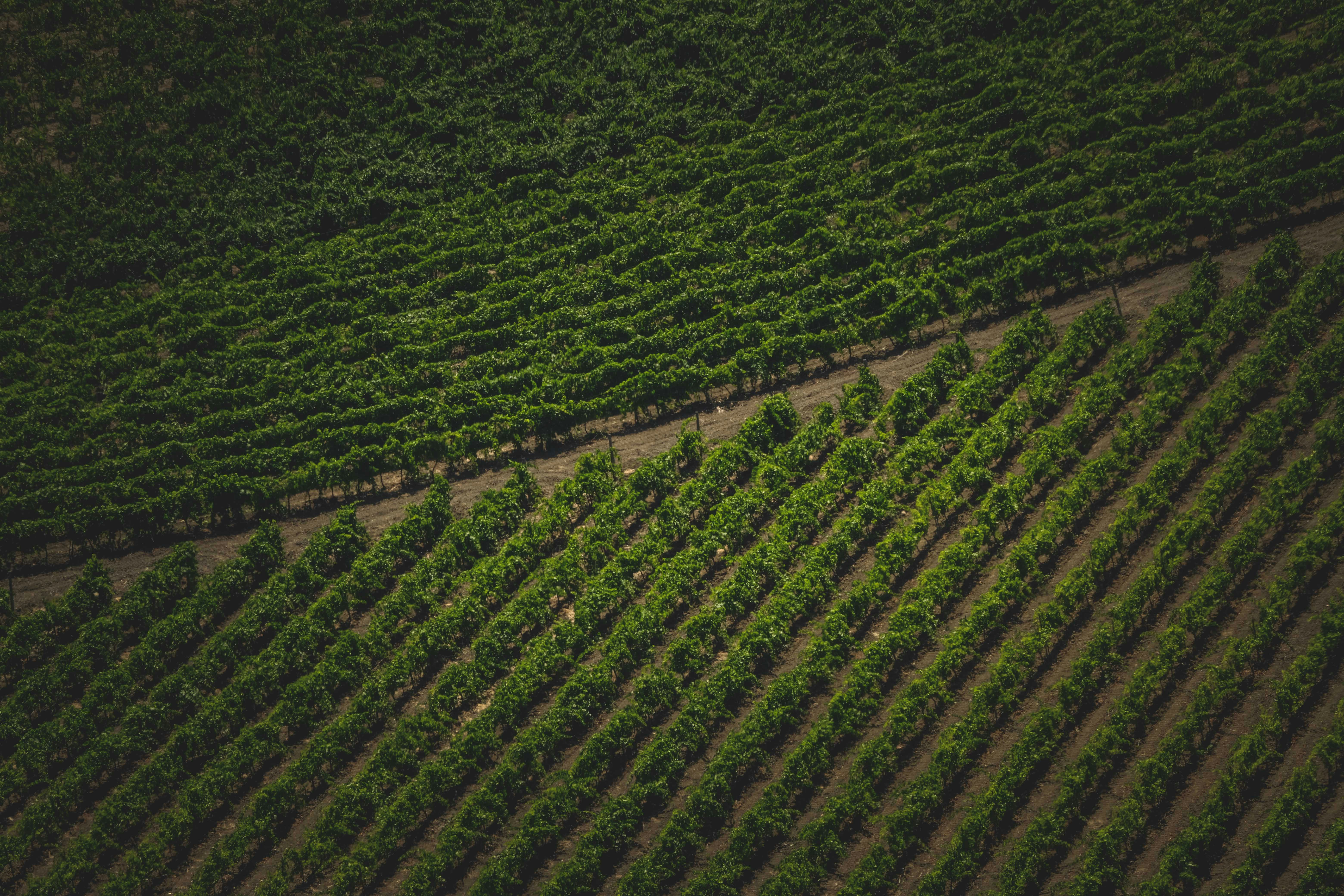 Photo by francesco_ungaro