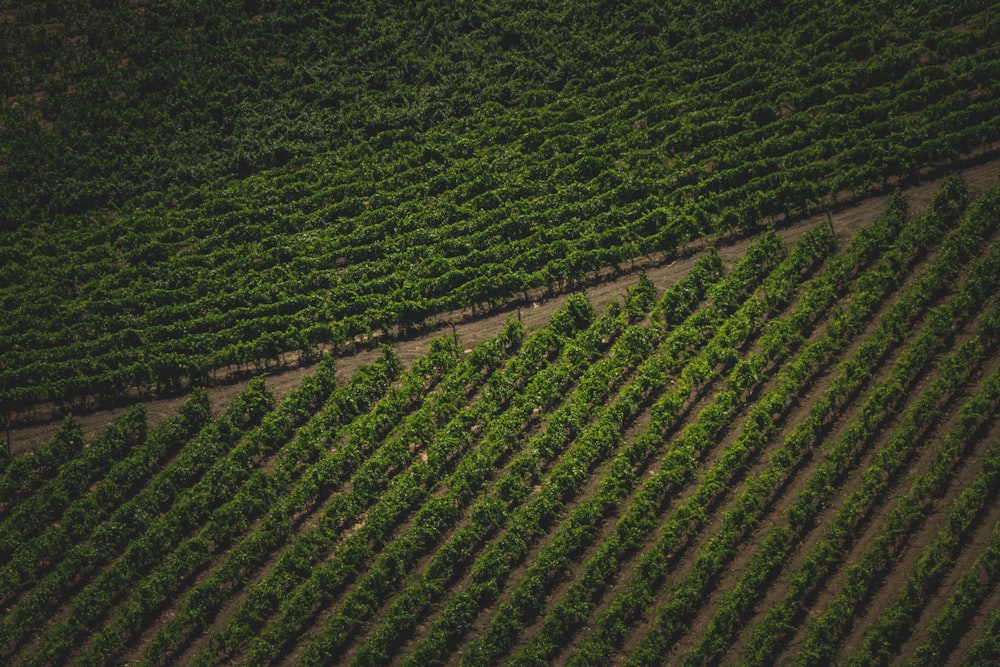 an aerial view of a field of crops