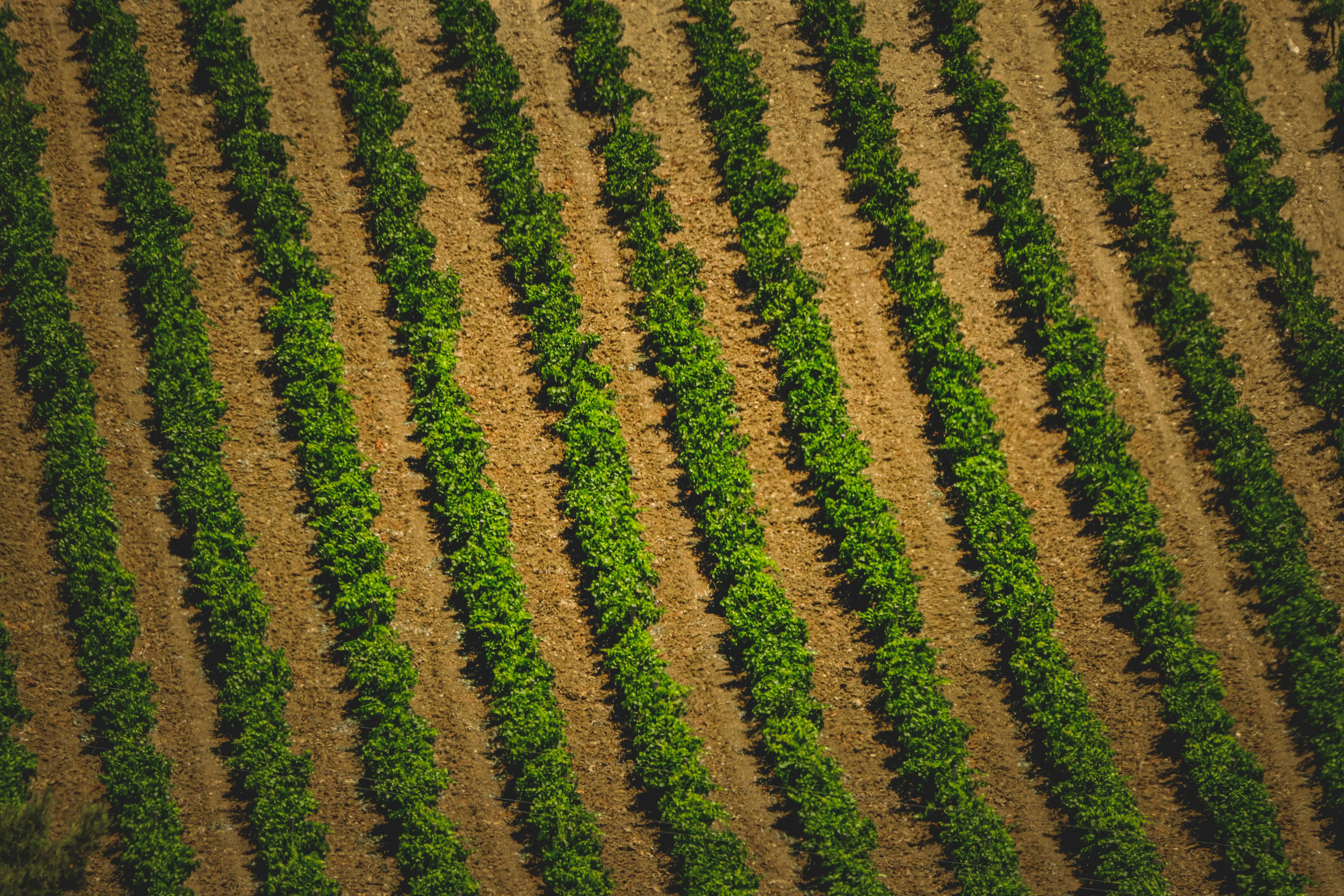 Photo by francesco_ungaro