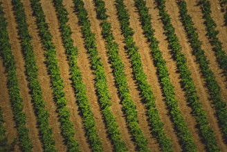 an aerial view of a field of crops