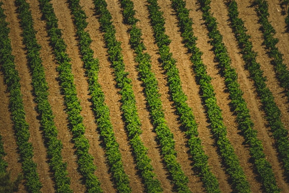 an aerial view of a field of crops