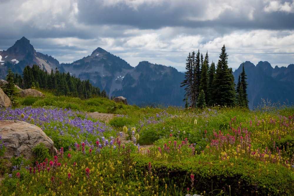 a field of wildflowers with mountains in the background