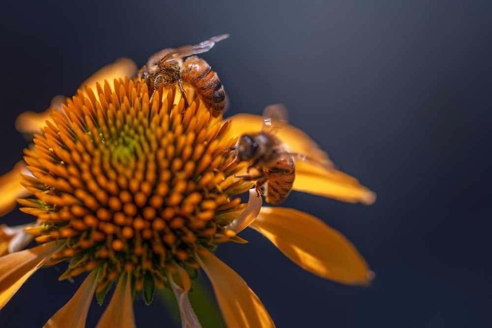 two bees on a yellow flower with a blue background