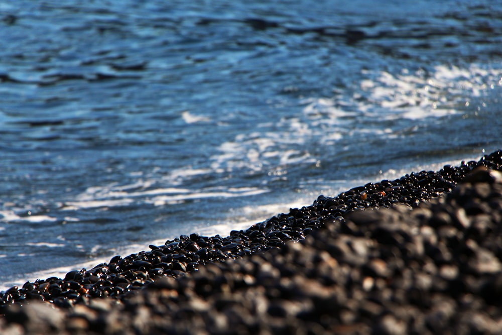 a bird is standing on the edge of the water