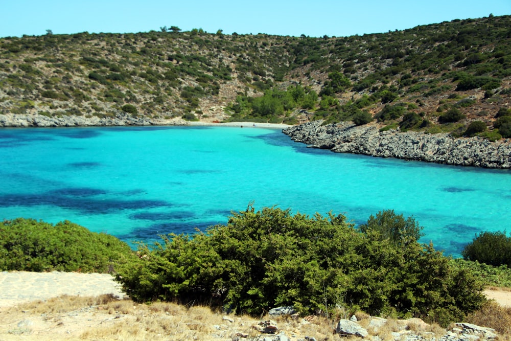 a body of water surrounded by trees and bushes