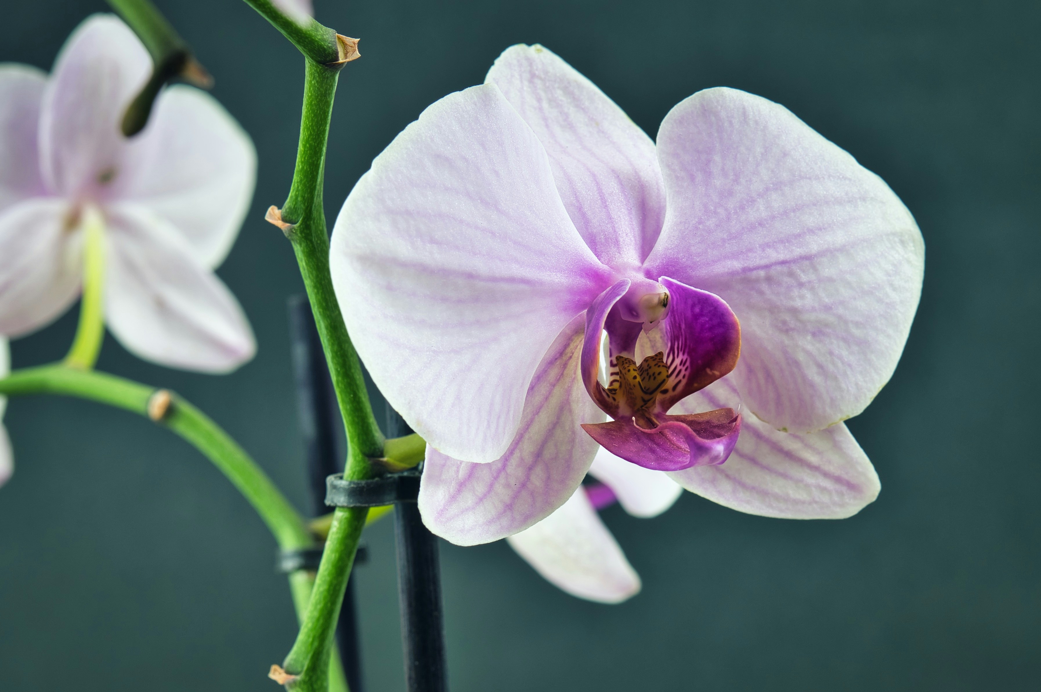 Photo by kravaioli58