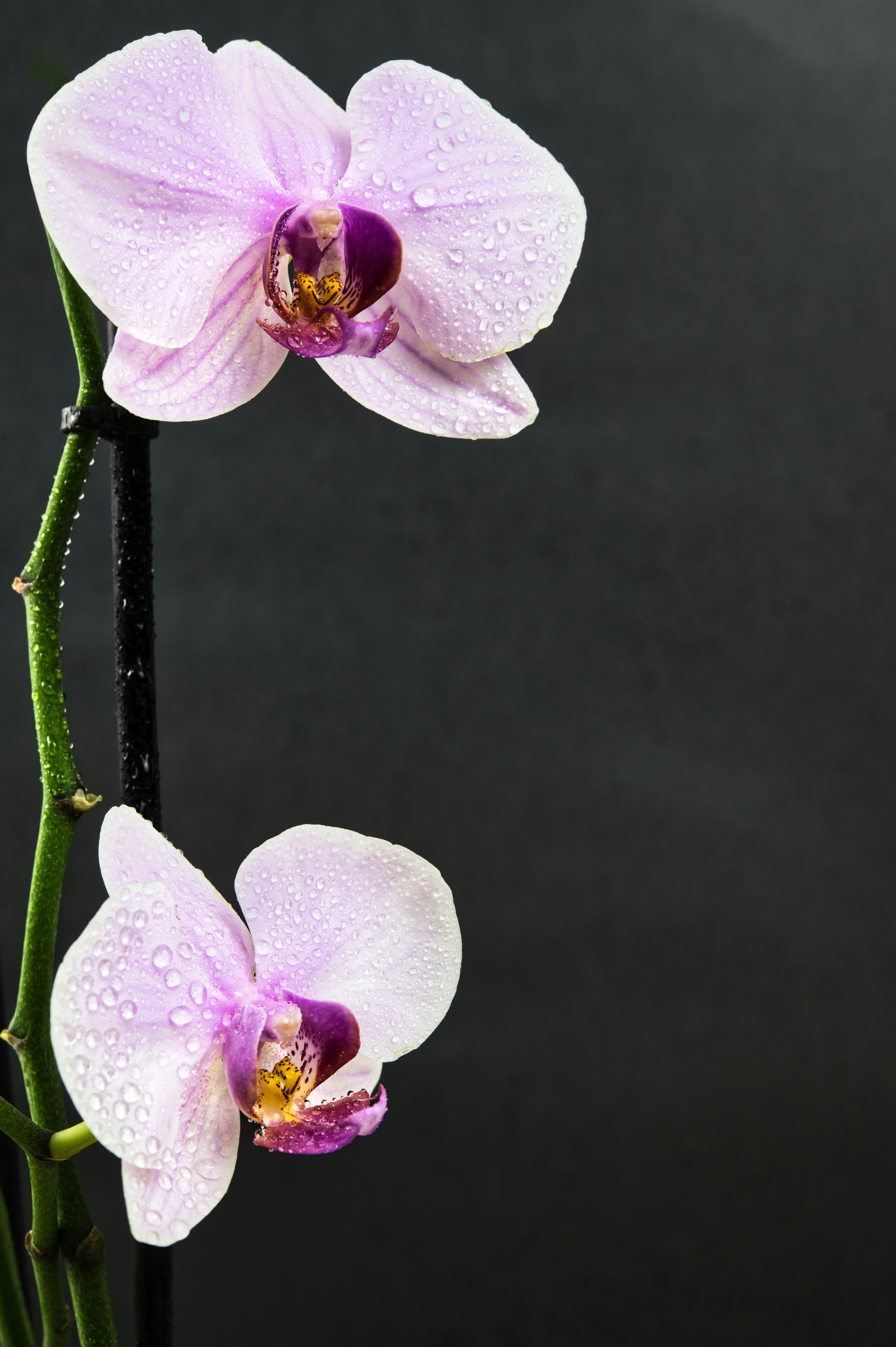 Photo by kravaioli58