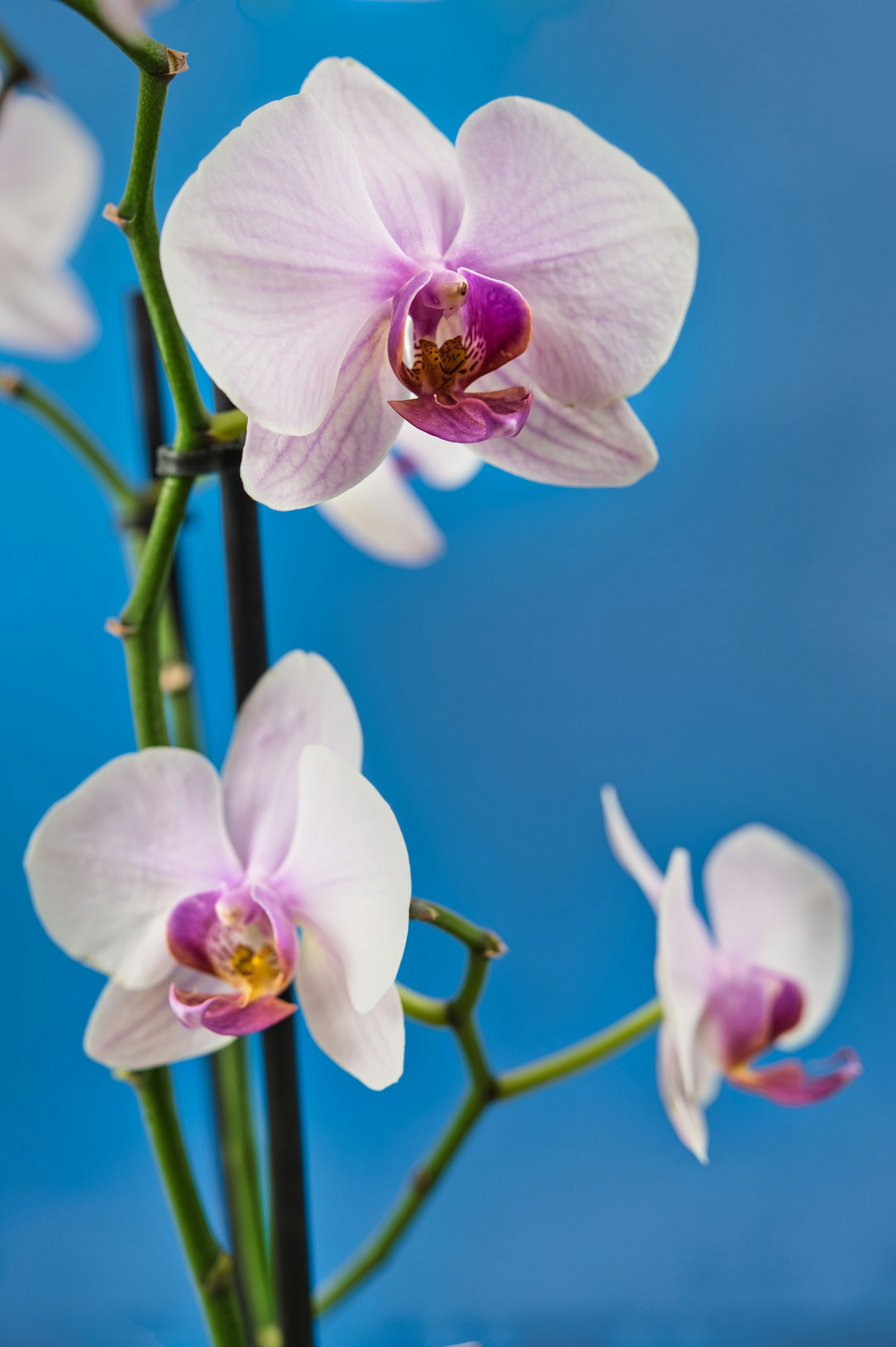 Photo by kravaioli58